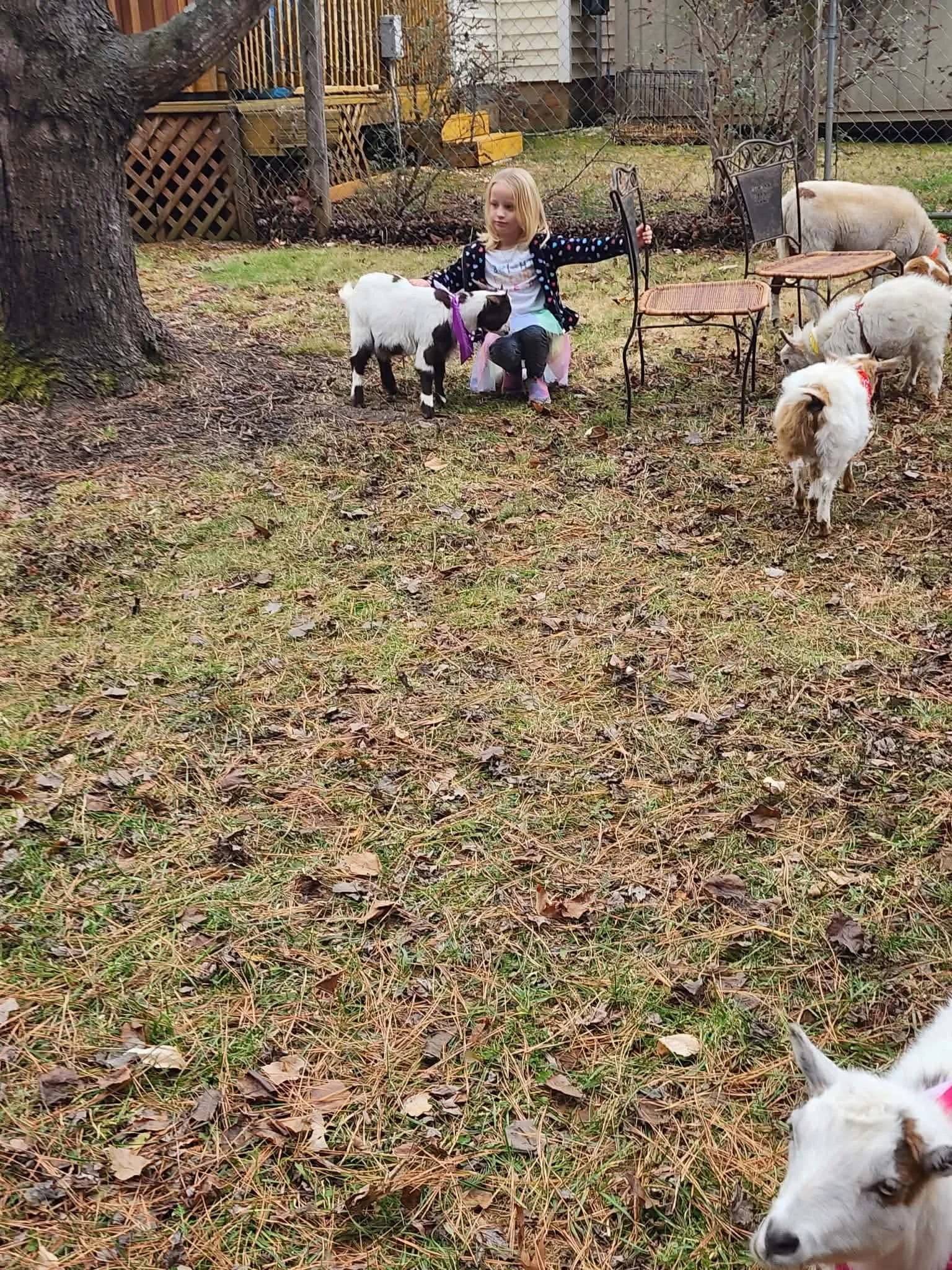 A young girl in a park with goats and small sheep, sitting near a tree and holding the leash of a small goat, surrounded by fallen leaves.