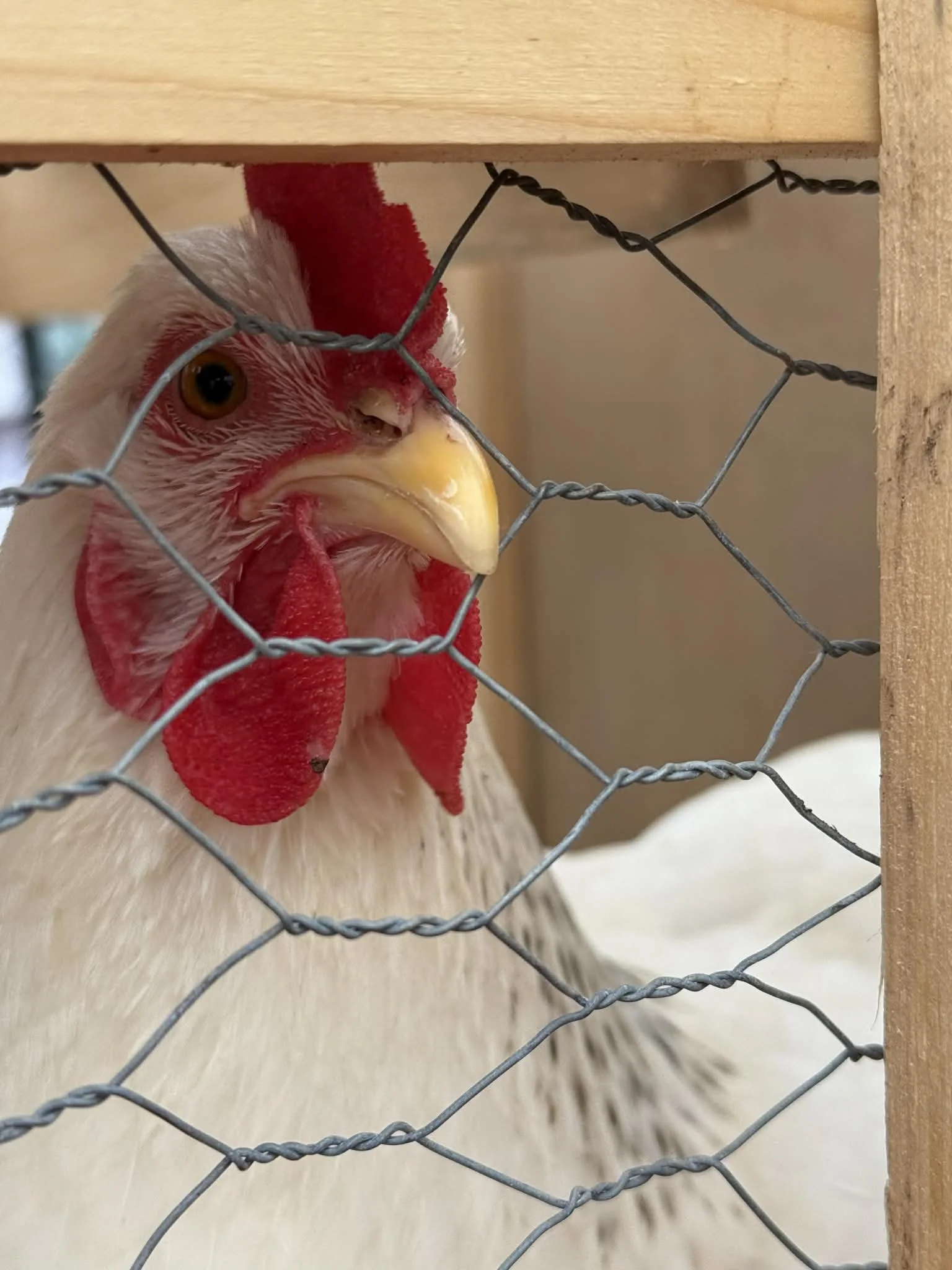 Close-up of a chicken behind wire mesh, showing its face and comb.