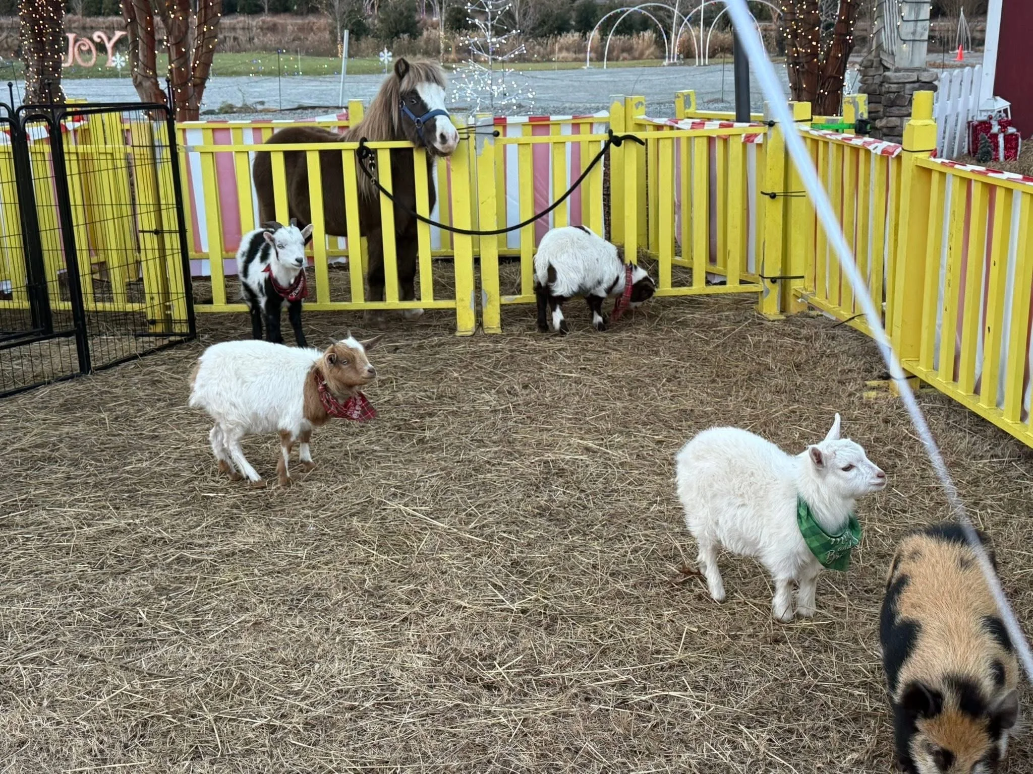 Small goats and a pig in a fenced enclosure with a yellow fence and brown ground, decorated with Christmas lights and gifts in the background.