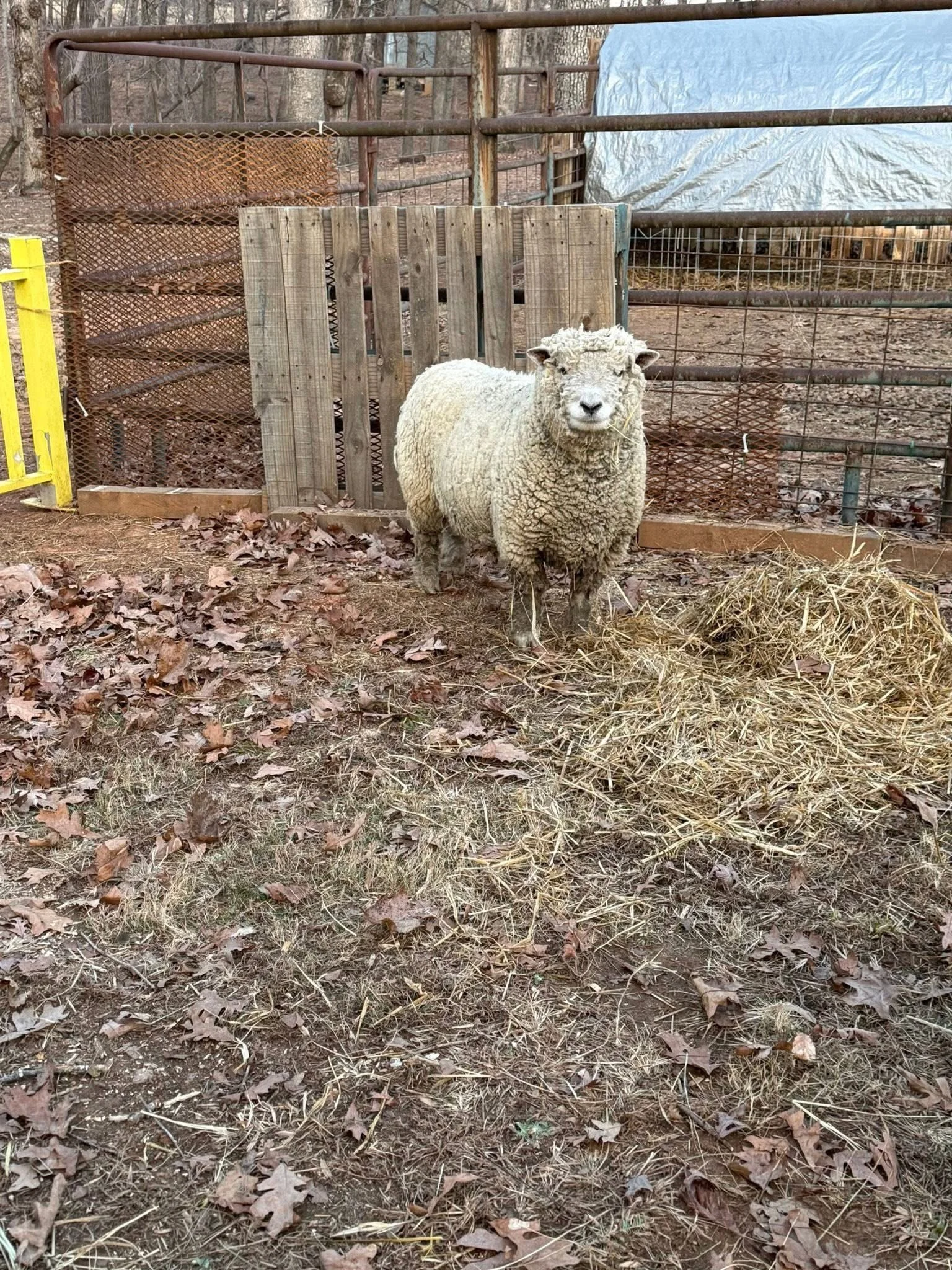 A sheep standing on a dirt ground with fallen leaves and hay, in a fenced outdoor area of a farm or zoo.