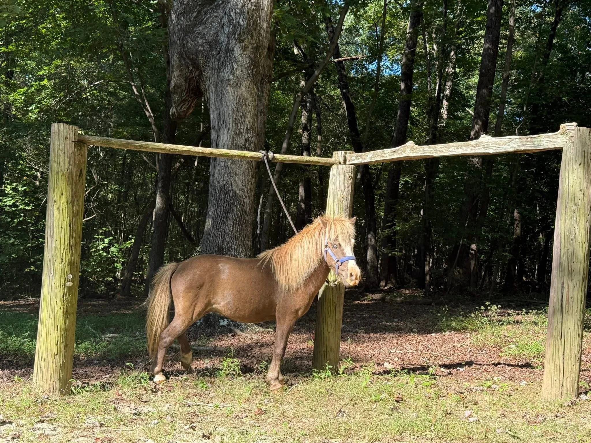 Small brown pony with a blue halter tied to a wooden frame in a forested area.