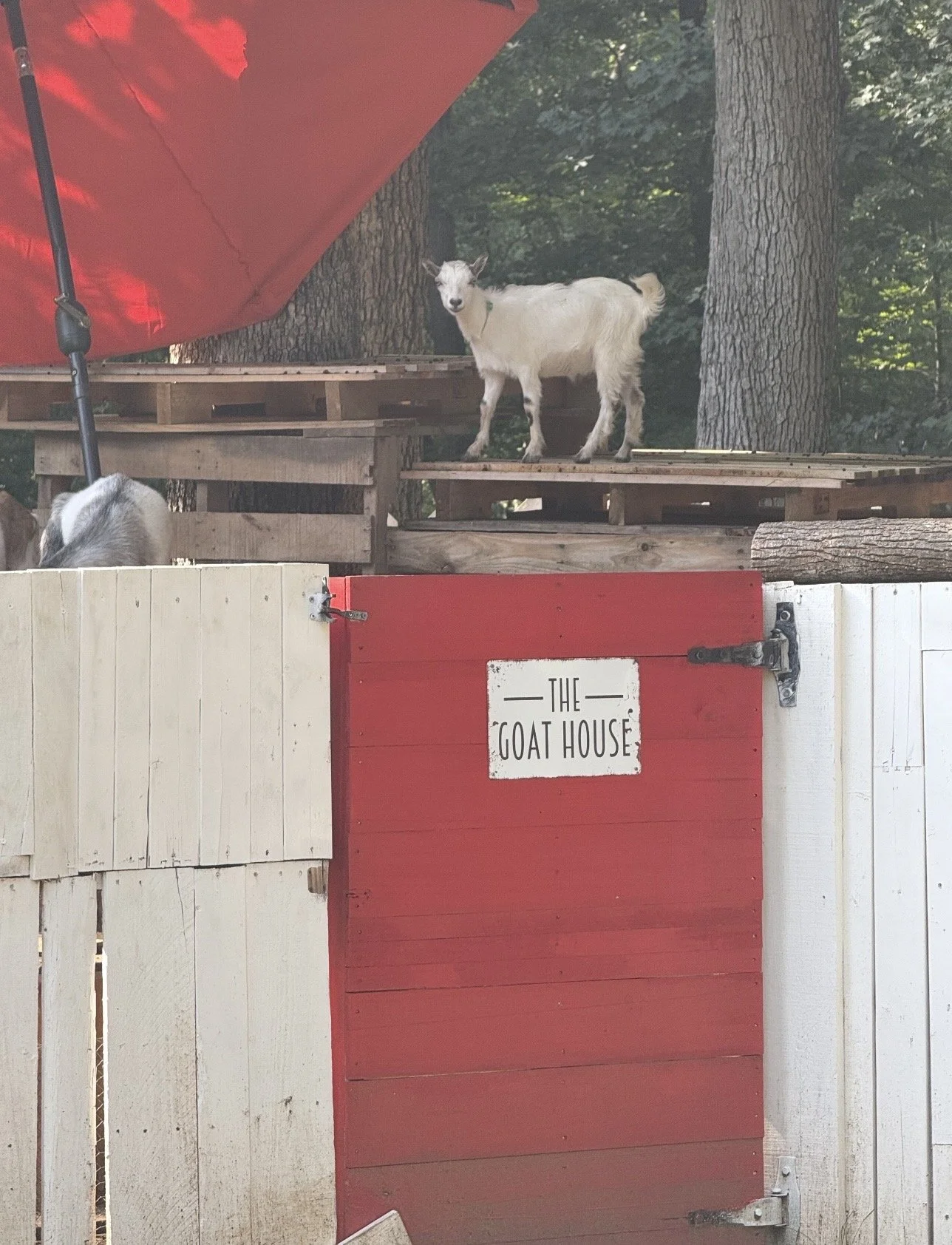 A young goat standing on a wooden platform in a goat enclosure called 'The Goat House' with trees in the background.