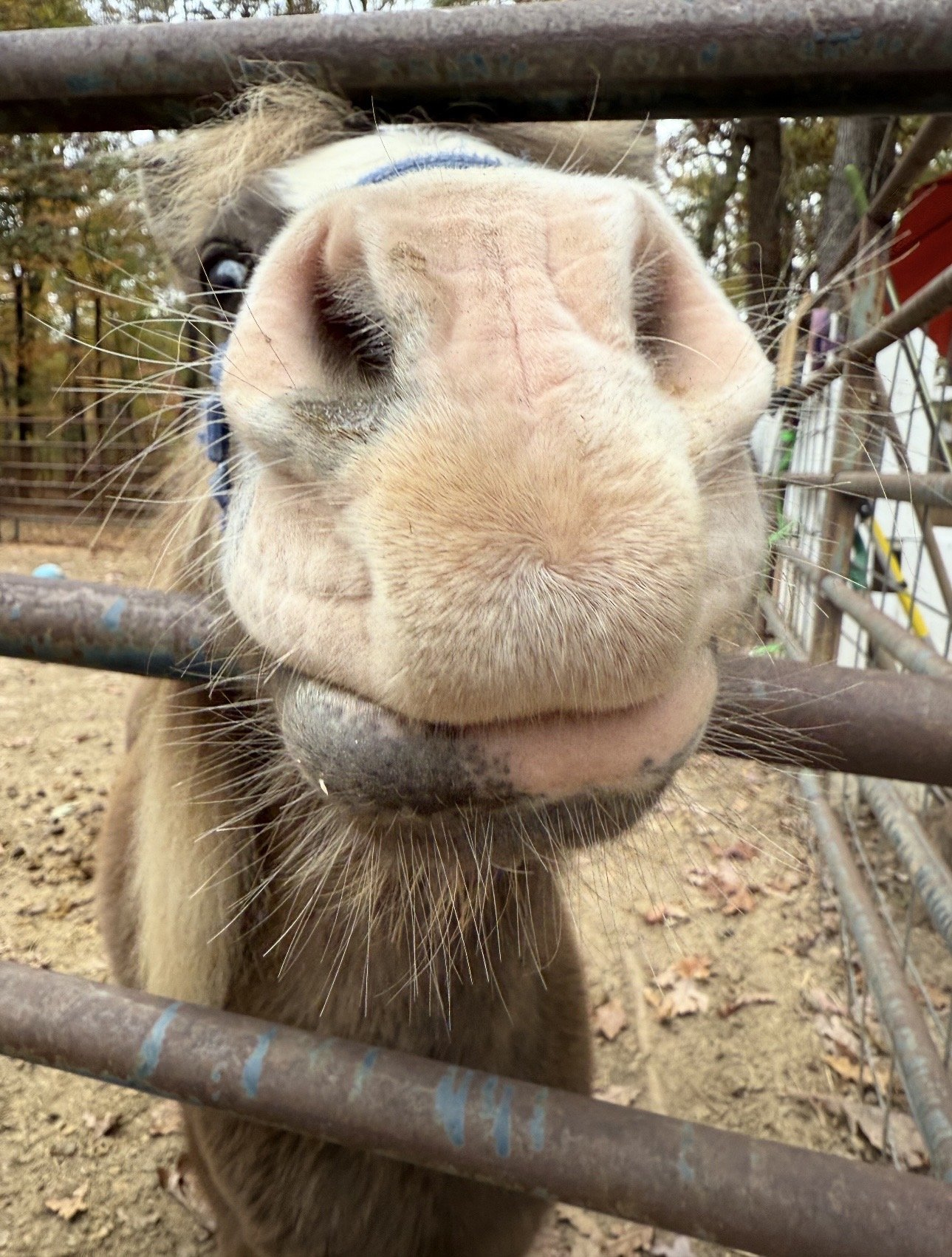 Close-up of a goat's face pressed against a metal fence, with its nose and mouth touching the camera, and background of outdoor enclosure with trees and leaves.