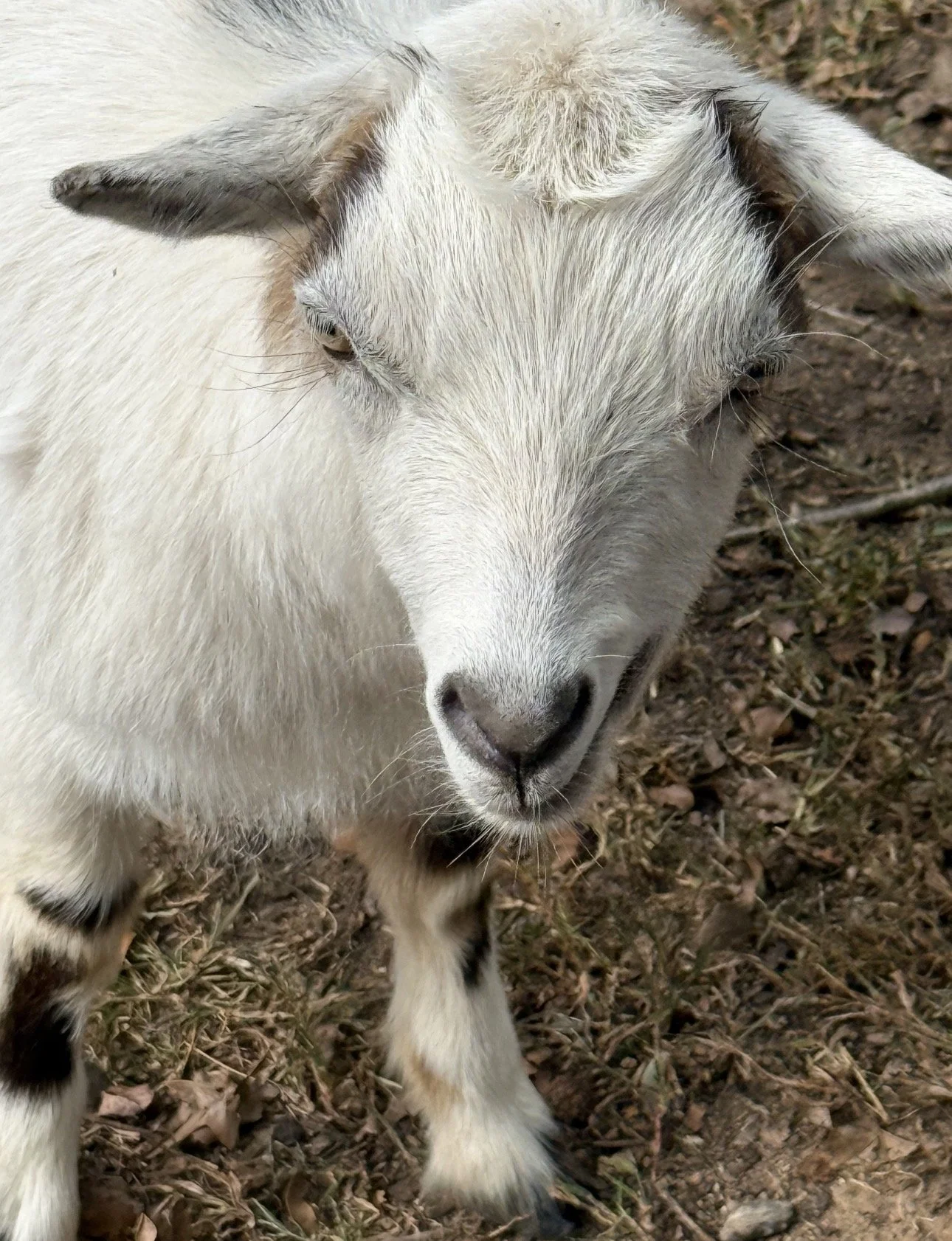Close-up of a young white goat with some black markings, standing on dirt and dry grass.