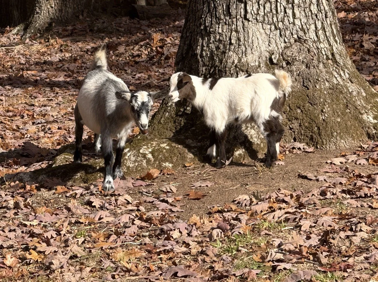 Two young goats standing near a large tree with fallen autumn leaves surrounding them.