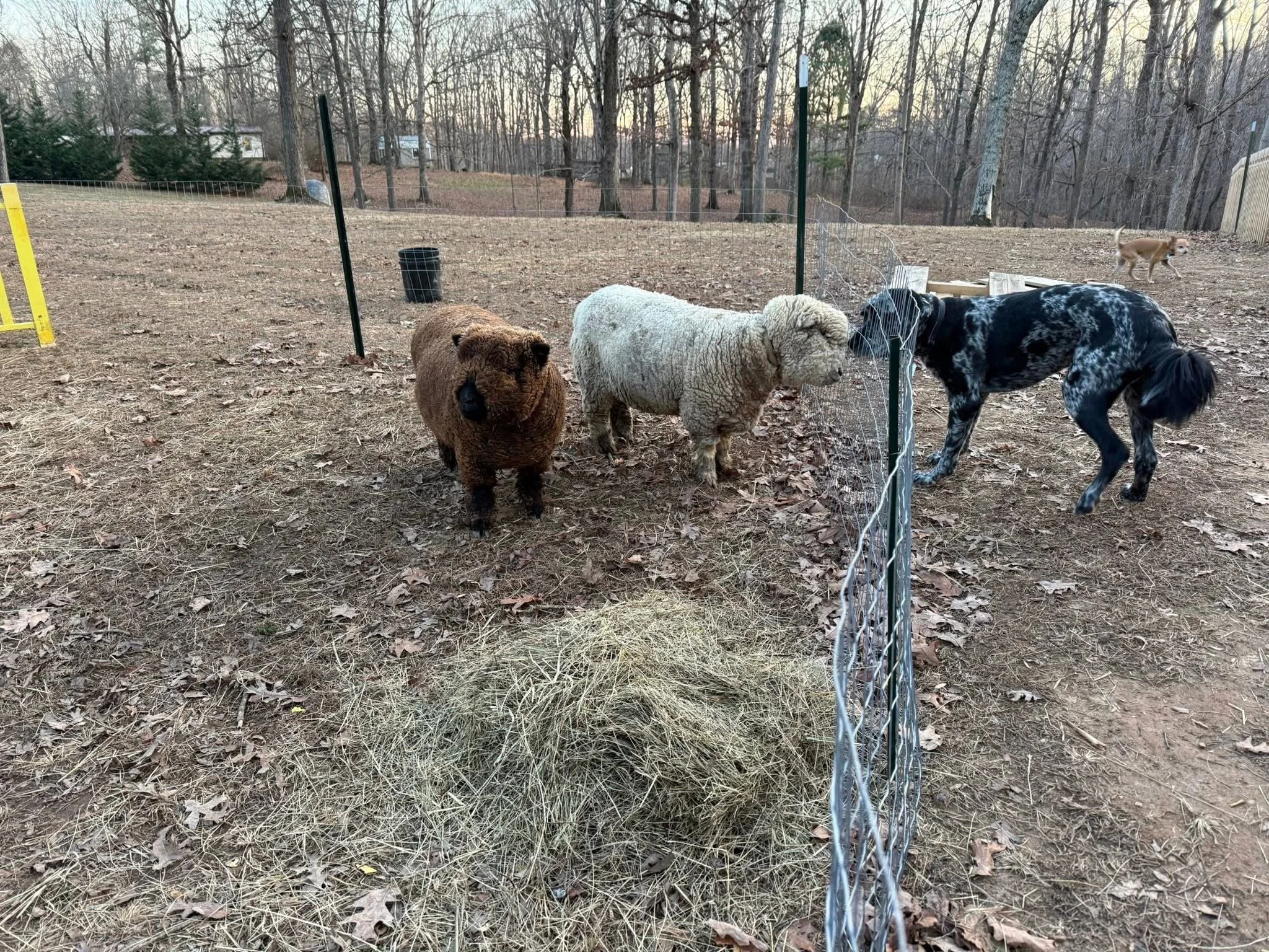 Three animals behind a chain-link fence: a brown sheep, a white sheep, and a black and white dog in an outdoor yard with trees and a dog in the background.