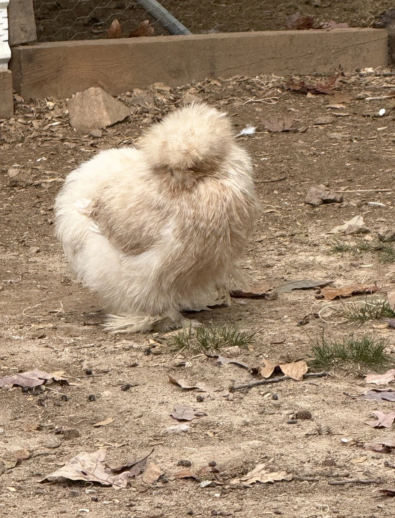 A fluffy, light-colored bird, possibly a chicken, standing on dirt ground with scattered leaves and small green plants.