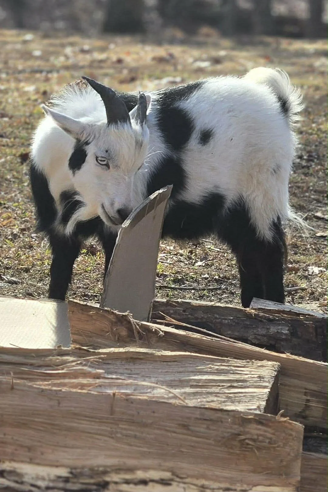 A small black and white goat with blue eyes nibbling on a piece of cardboard outdoors, with chopped wood on the ground and blurred trees in the background.