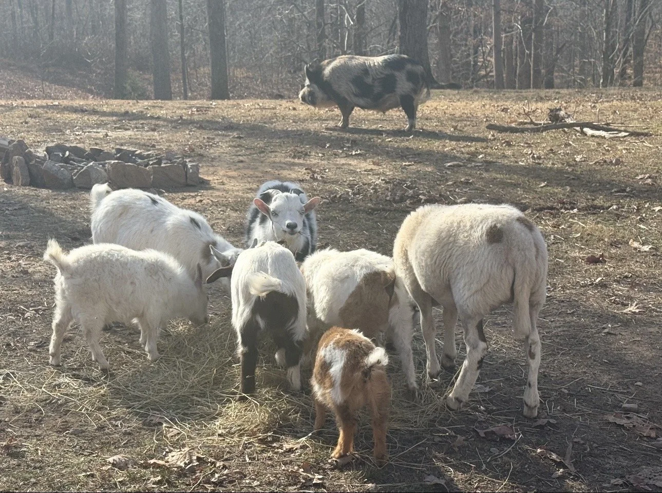 A group of baby goats and a piglet gather on the ground in a wooded area, with a pig standing in the background.