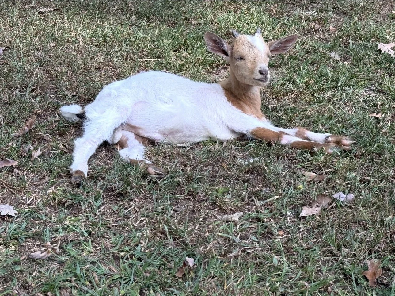 A baby goat lying on grass with its eyes partially closed, showing little horns and a white and brown coat.
