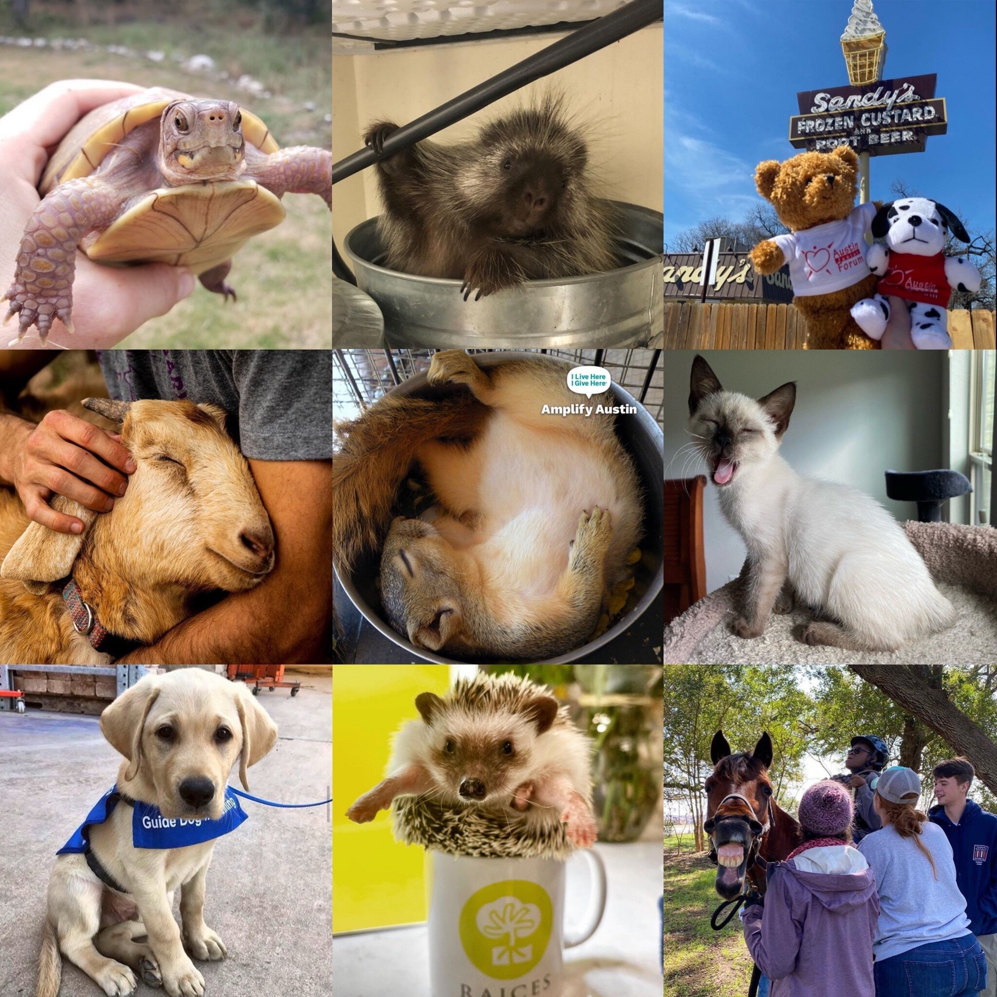 Central Texans love their animals! Here are a few used in Amplify Austin Day campaigns.