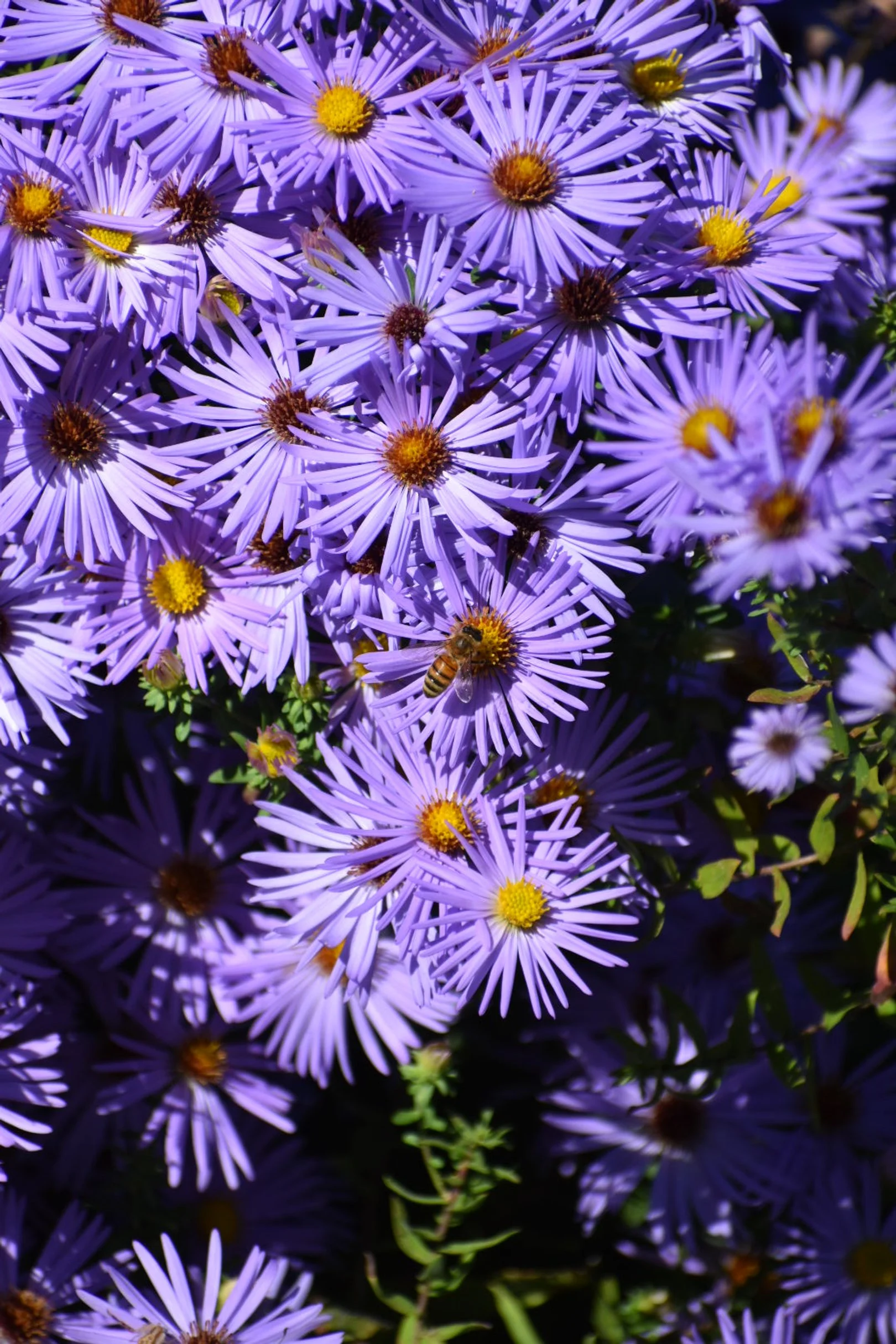 DSC_0096.jpeg