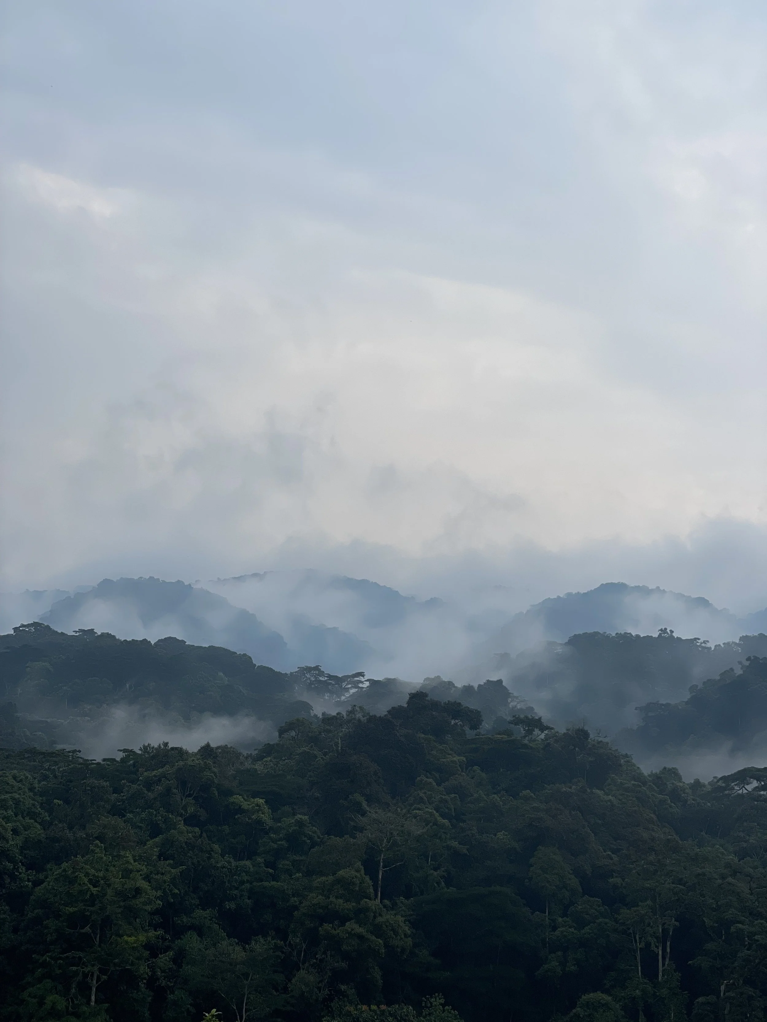 A view of misty forested mountains with dense green trees and low-hanging clouds or fog.