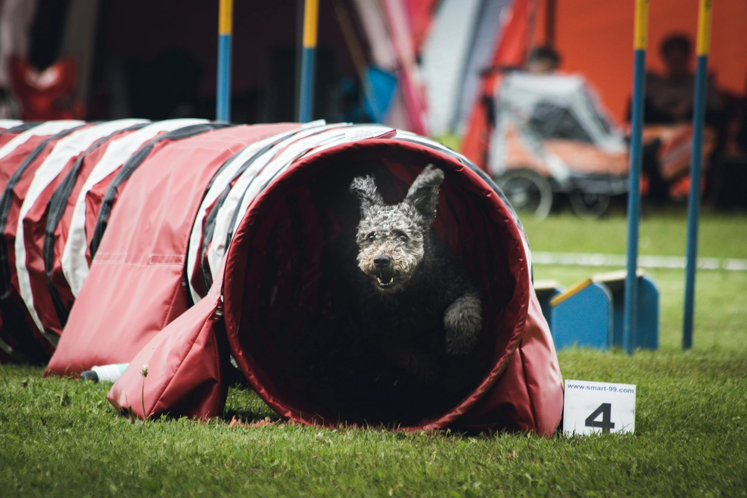 A dog running through an agility tunnel during a competition, with the grass on the ground and a sign with the number 4 in front.