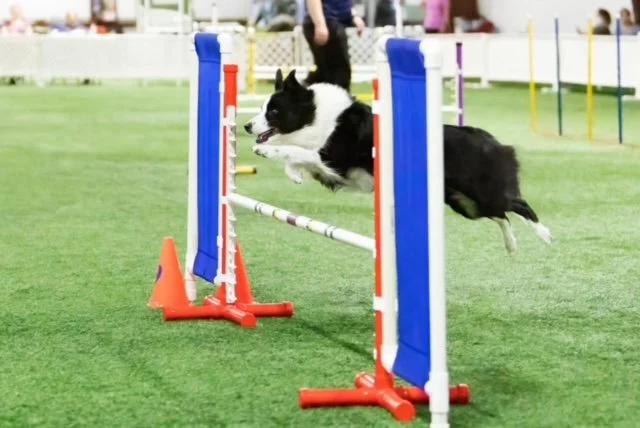 Black and white dog jumping over an obstacle during a dog agility competition on a grassy field.