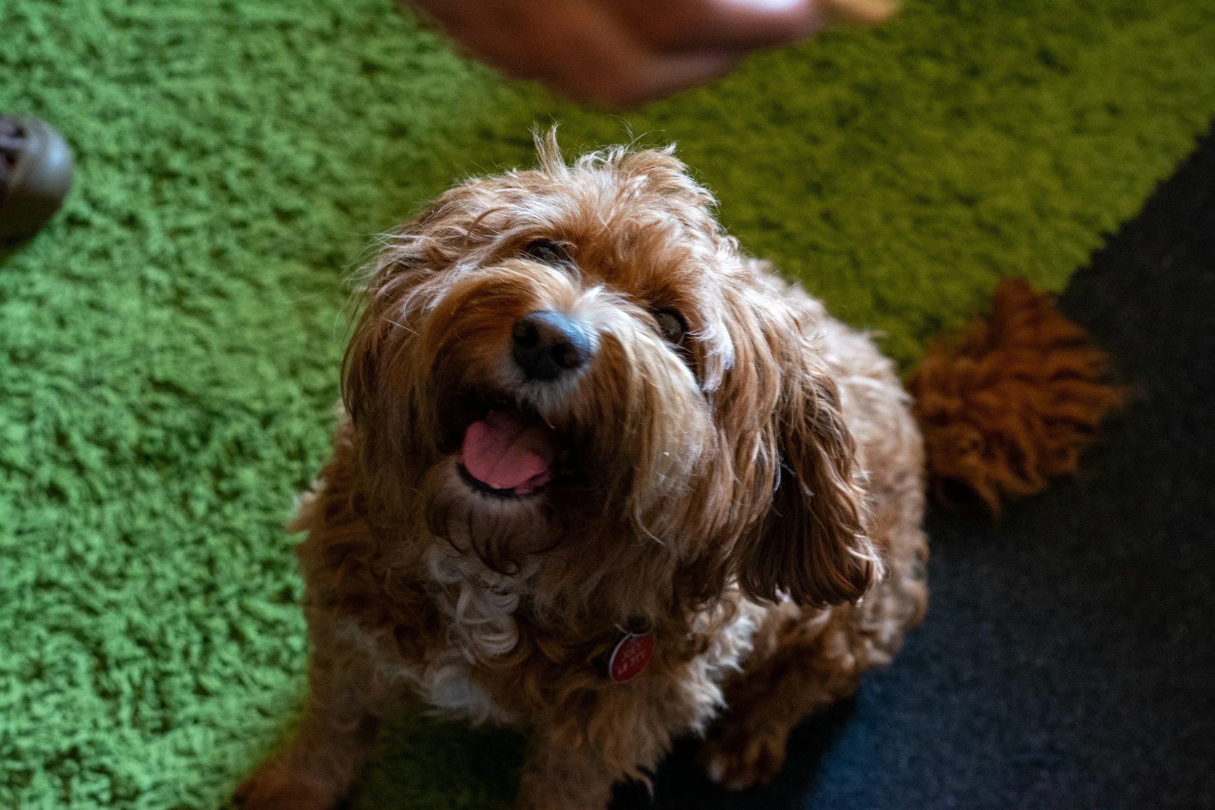 A brown, curly-haired dog sitting on green and black carpet, looking up with an open mouth and tongue out, facing the camera.