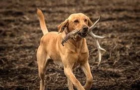 Shed Antler Workshop