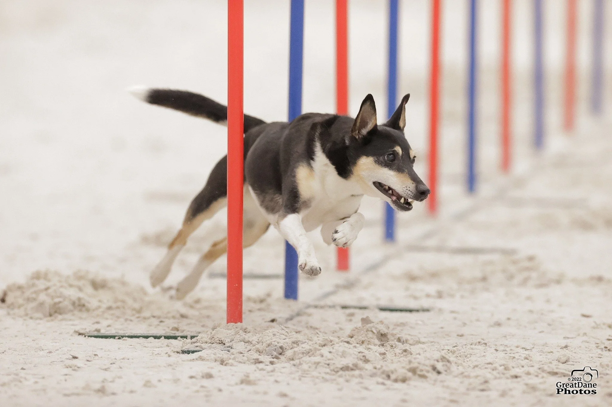 Go Dogs Spring 2026 AKC Agility Trial