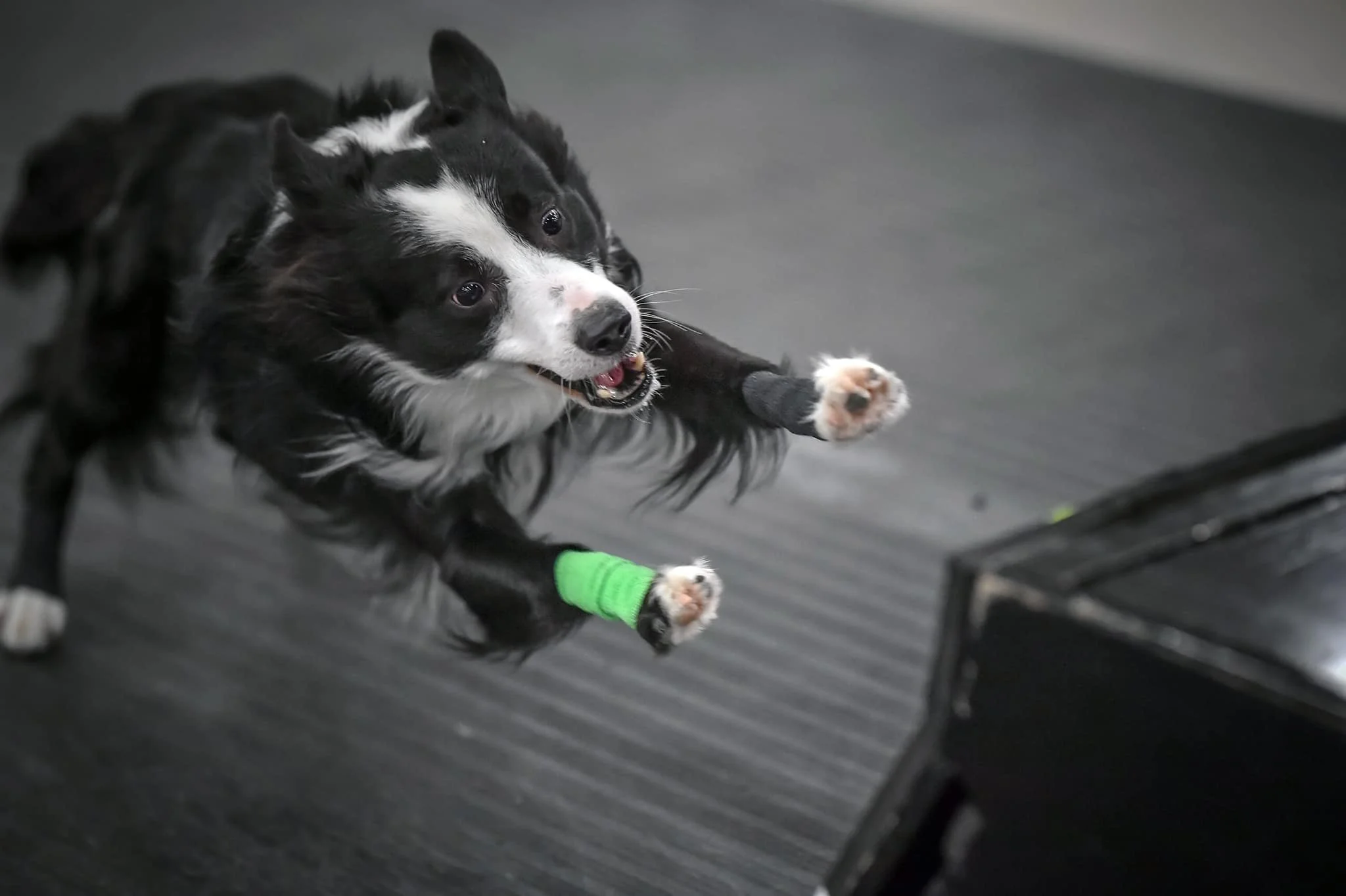 A black and white Border Collie with a green bandage on its front paw playing fetch indoors.