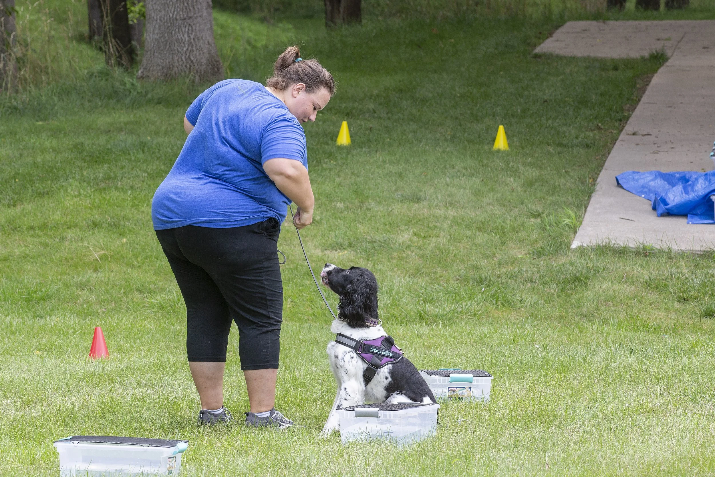 A woman in a blue shirt is training a black and white springer spaniel dog outdoors on a grassy area. The dog is sitting inside a plastic container, looking up at the woman, who appears to be giving commands. There are small orange and yellow cones and other training equipment nearby.
