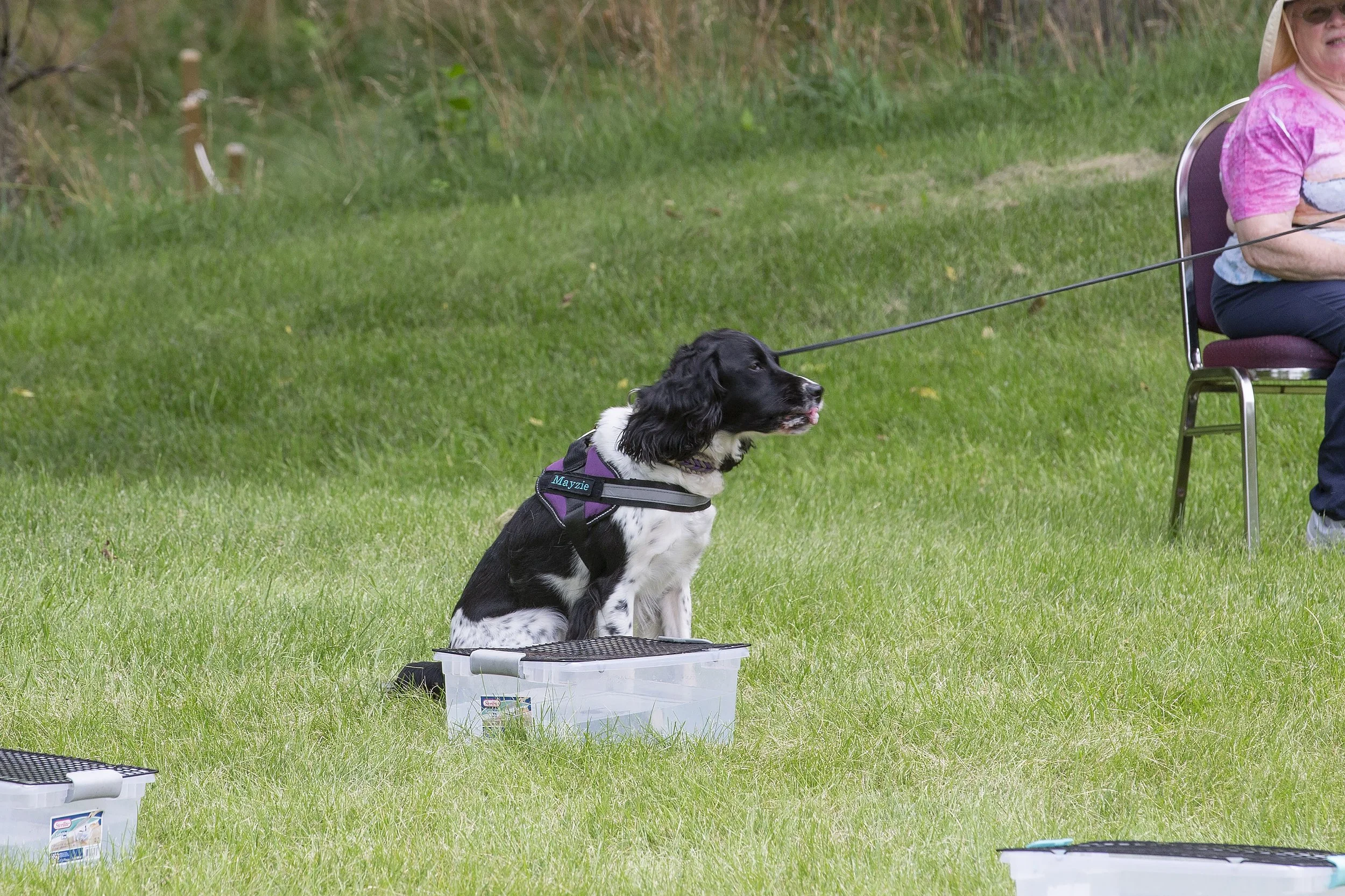 A black and white dog sitting on a plastic crate on a grassy field during an outdoor event, connected to a leash held by a person sitting on a chair nearby.