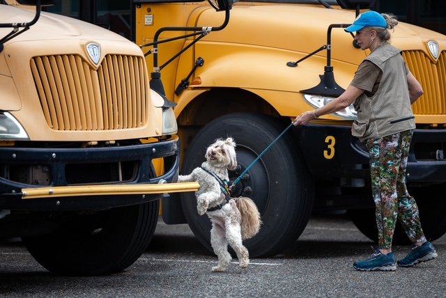 A woman in colorful pants and a blue cap walking a small dog on a leash between two yellow school buses.