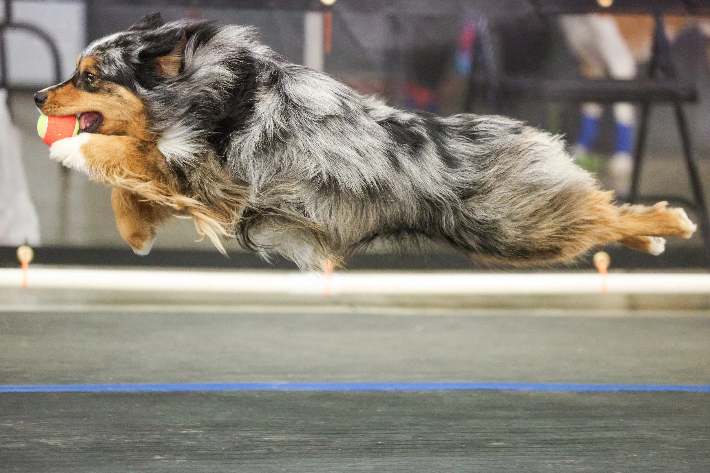An Australian Shepherd dog leaps in mid-air while catching a tennis ball in its mouth during an agility competition.