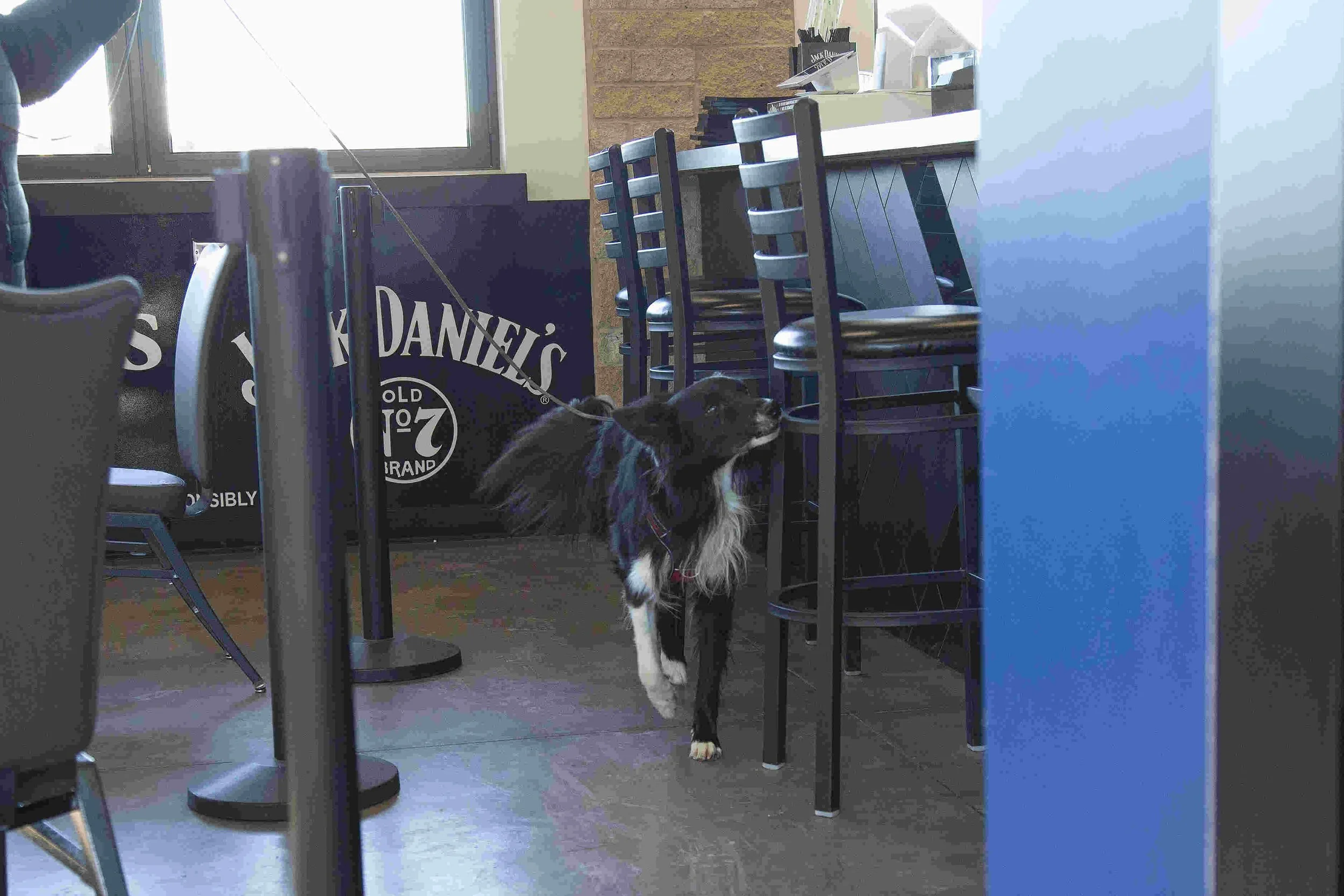 A black and white dog on a leash standing inside a cafe or restaurant near a bar stool and a Jack Daniel's sign.