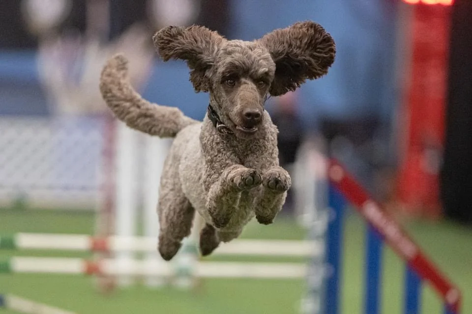 A brown curly-haired dog jumping over agility hurdles indoors.