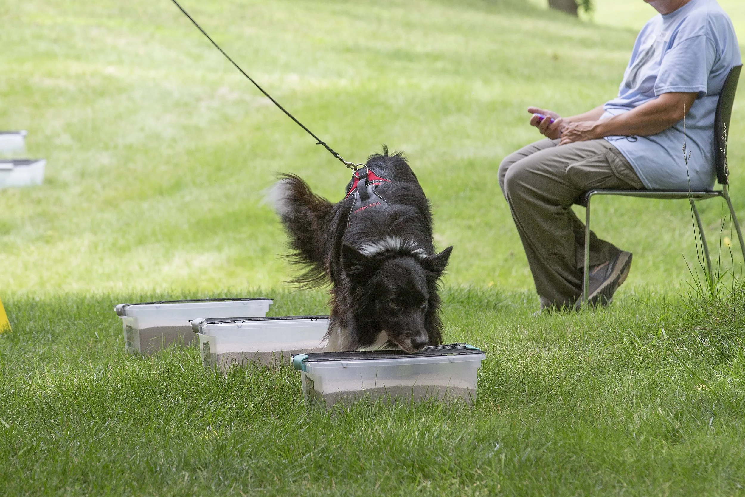 A dog participating in a nose work training exercise outdoors on a grassy field, sniffing at containers with food inside, while a person sits nearby on a chair.