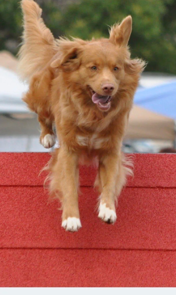 A brown dog with a fluffy tail jumping off a red obstacle, with a blurred background of trees and tents.
