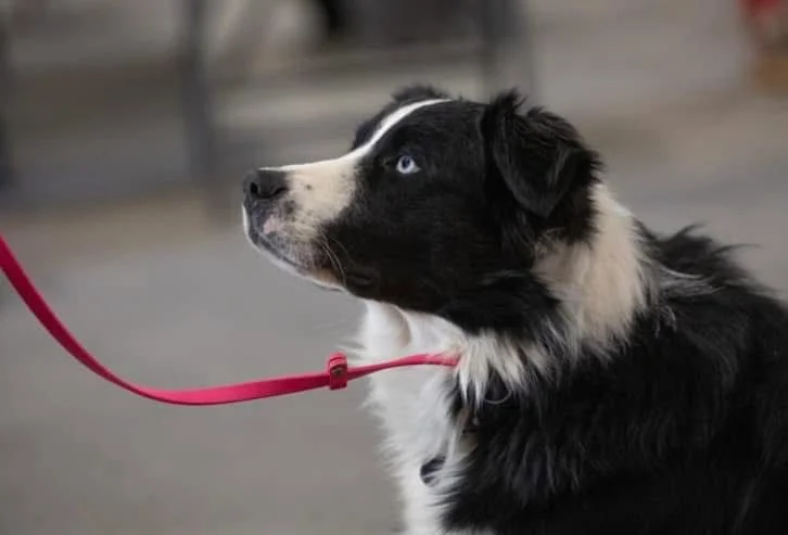 A black and white dog with blue eyes wearing a pink leash