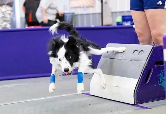 Border Collie participating in an agility competition, crossing a ramp obstacle.