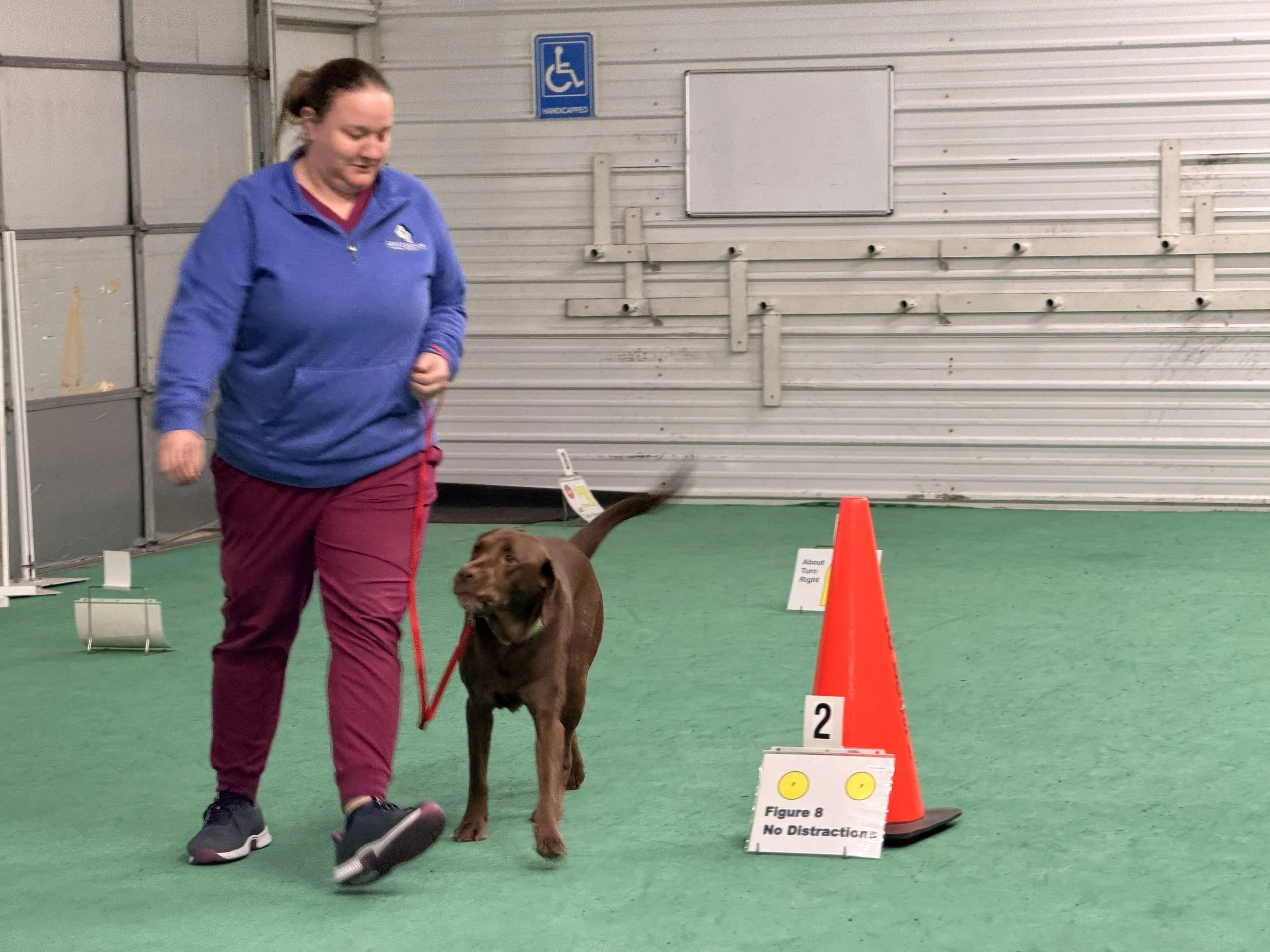 A woman with a brown dog participating in an indoor dog training or agility exercise, with orange cones and signs on a green floor.