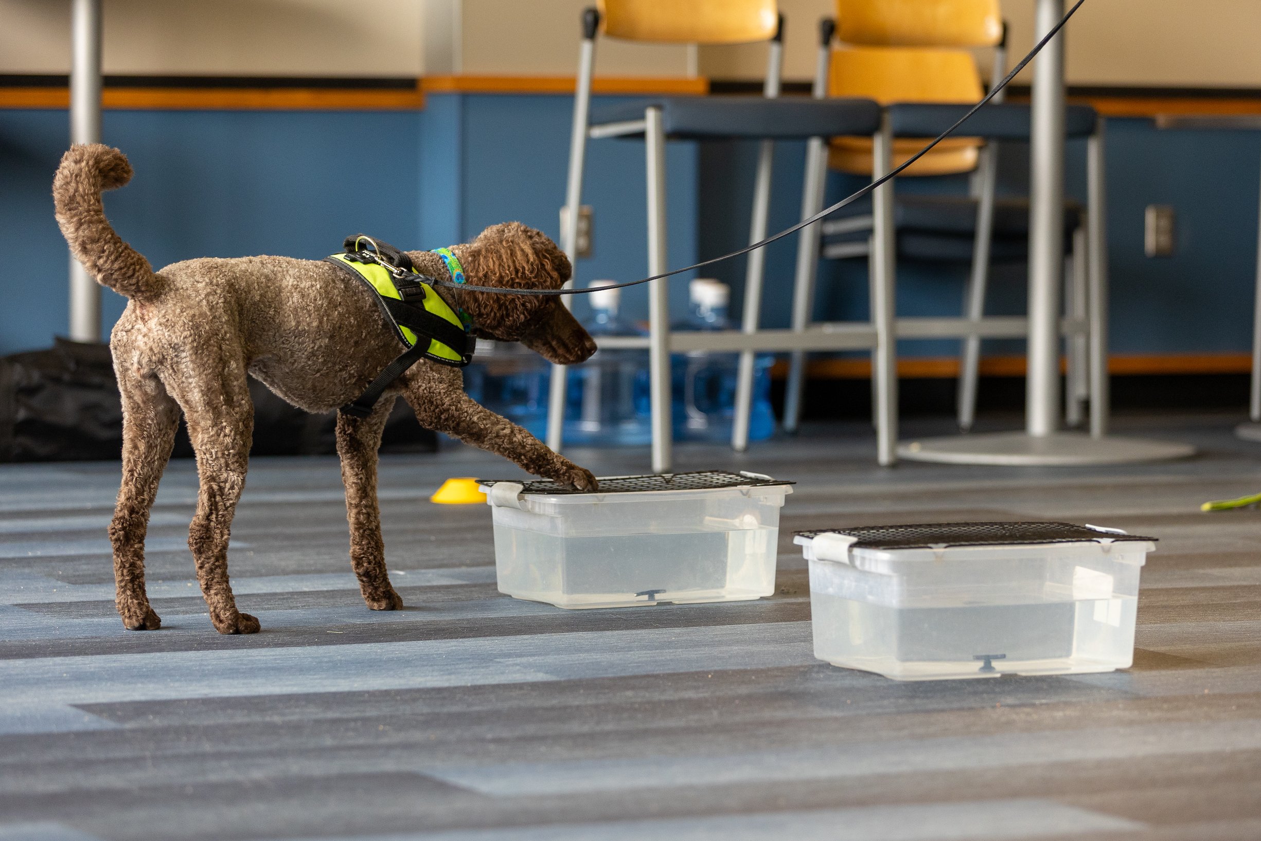A brown dog with curly fur, wearing a harness, is exploring a sensory activity with transparent water containers on a carpeted floor.