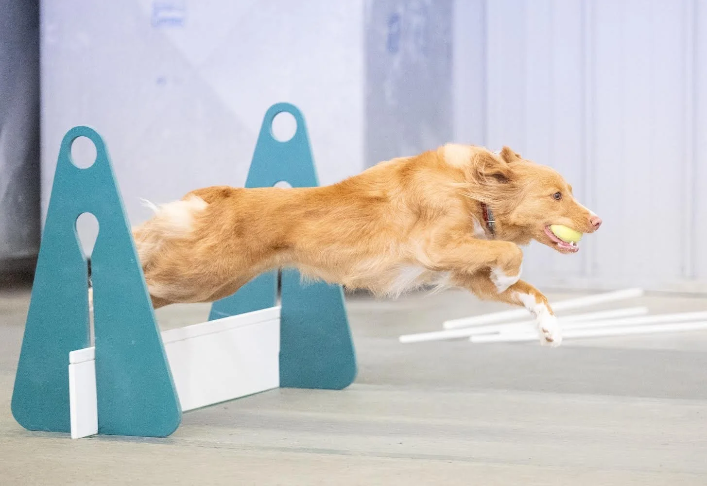 Dog jumping over agility hurdle with tennis ball in mouth.