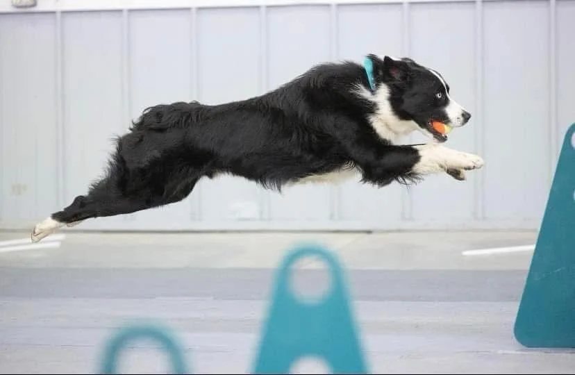 A black and white Border Collie dog jumping in mid-air over an agility obstacle.