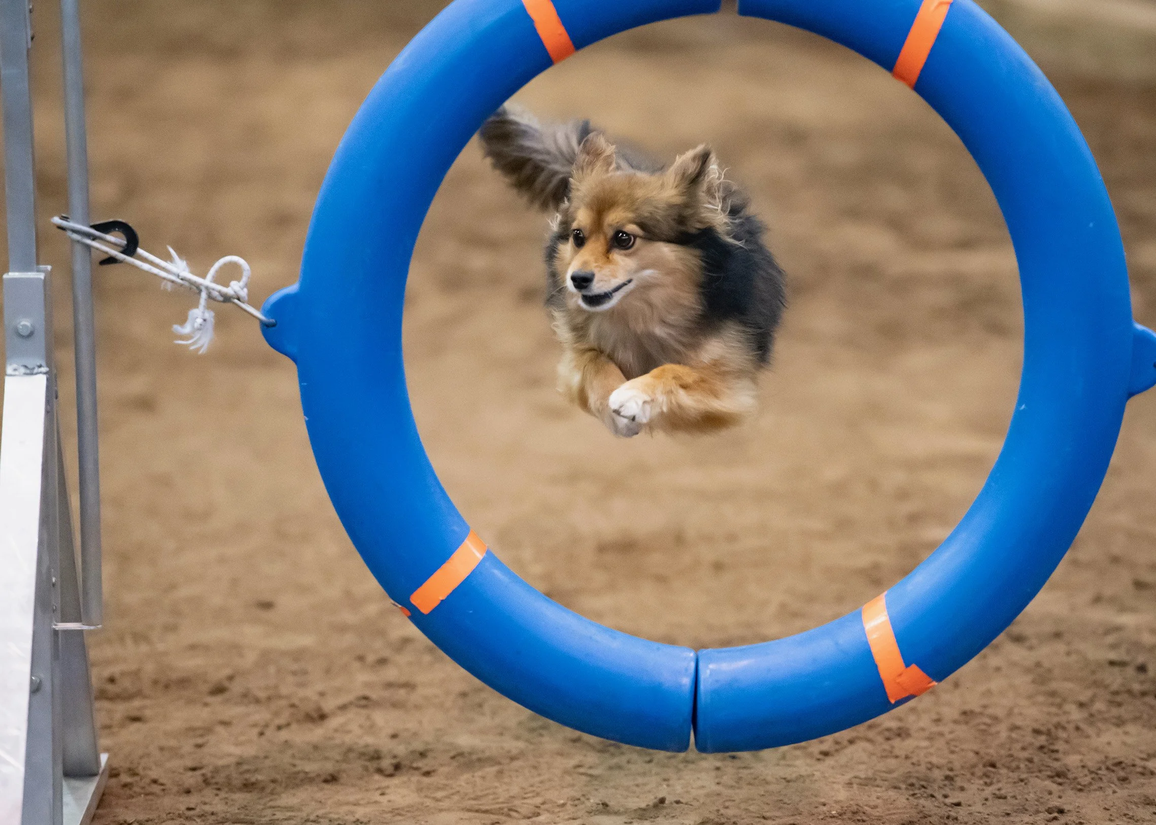 A dog participating in an agility competition, jumping through a blue hoop.