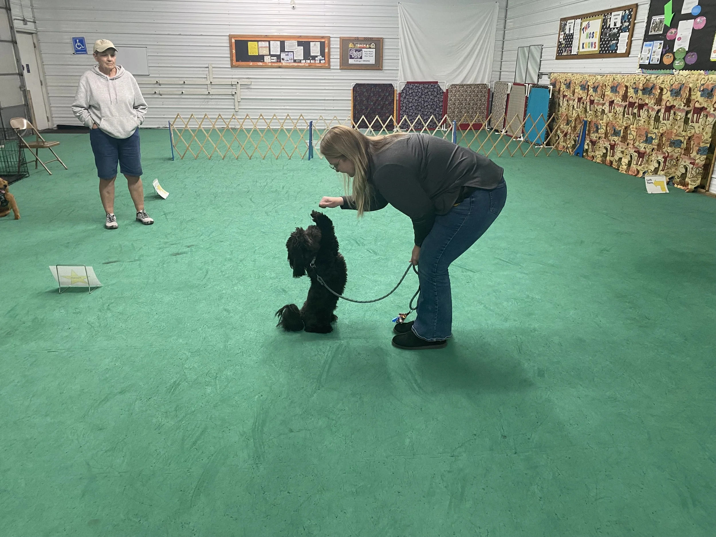 A woman training a black spaniel in an indoor dog training facility. The woman is kneeling and holding a leash, guiding the dog to perform a trick or command, while another person watches nearby.