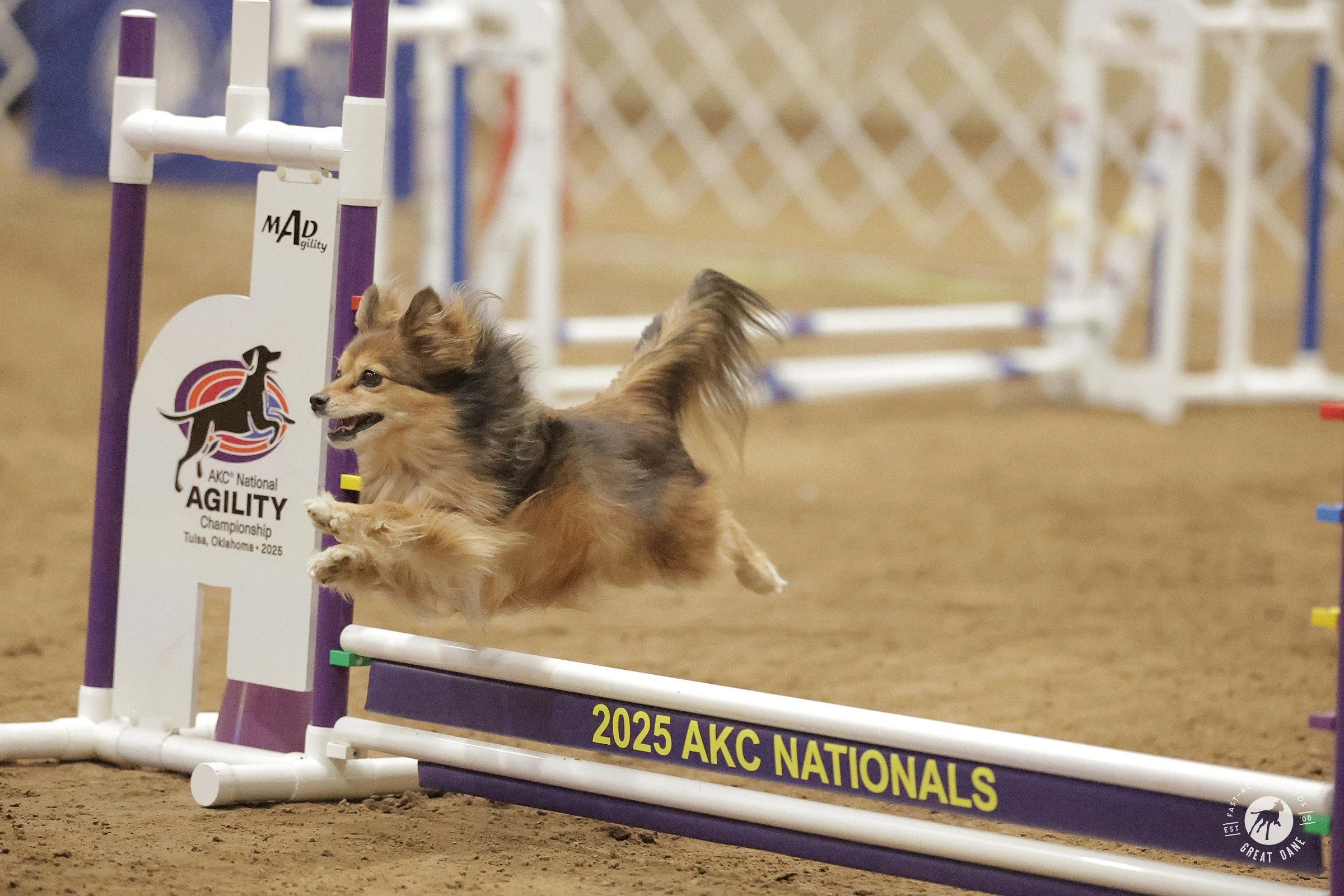 A small, fluffy dog with long fur, running and jumping over a hurdle at a dog agility competition at the 2025 AKC Nationals in Tulsa, Oklahoma.