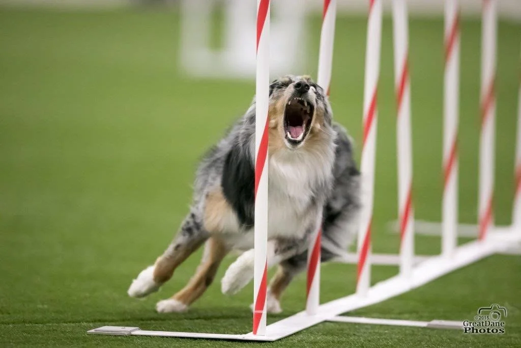 A dog jumping over a hurdle during an agility competition, with the dog's mouth open in a bark or yawn and a green background.