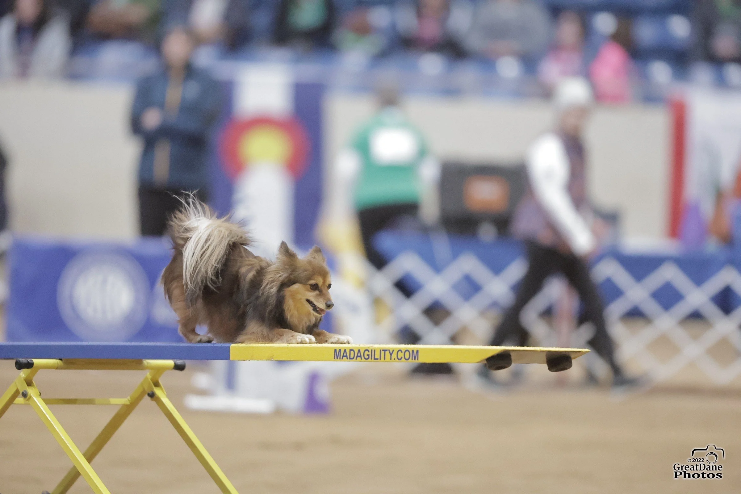 Dog participating in an agility competition, running on a yellow and blue obstacle course