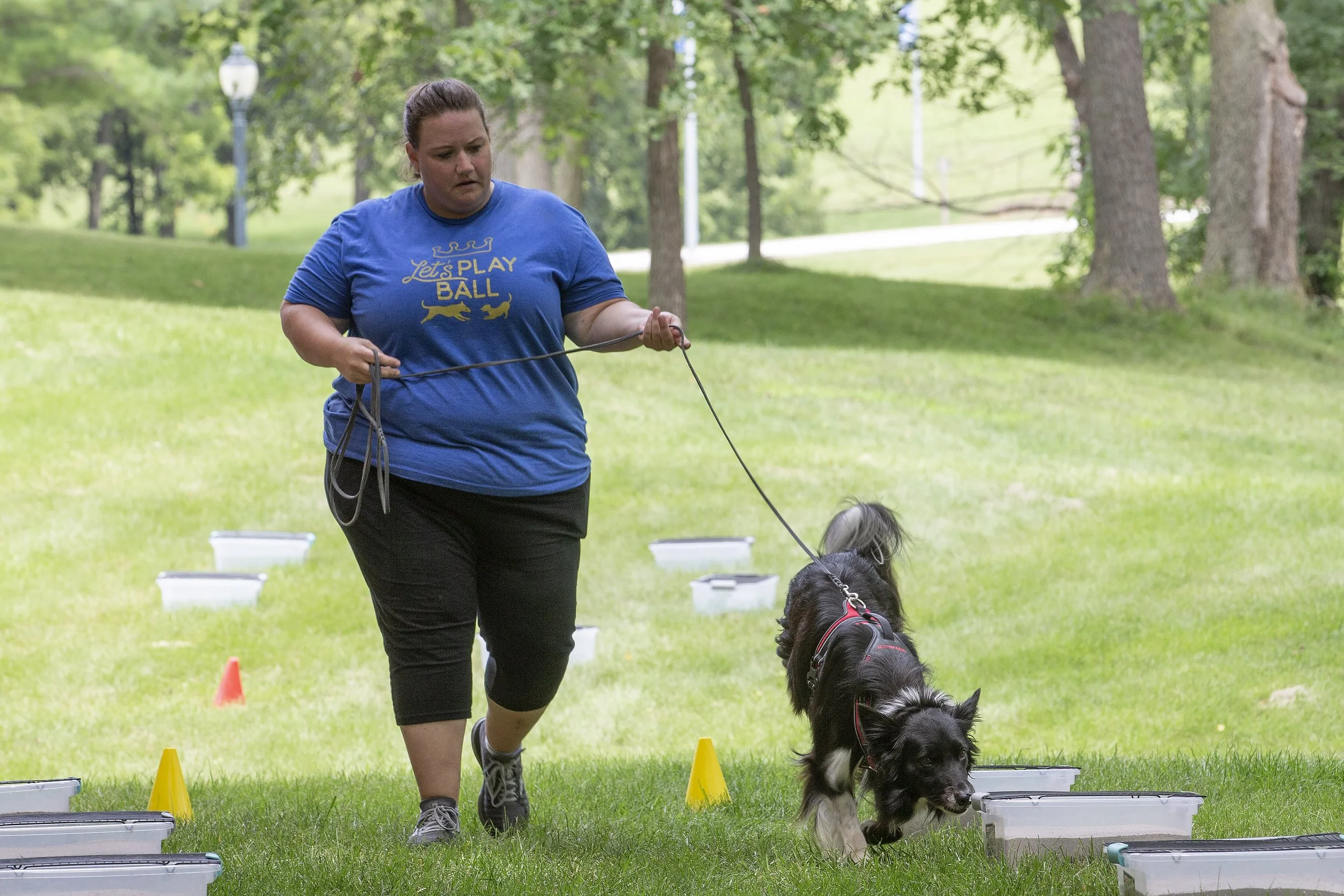 A woman in a blue shirt is training her black and white Australian Shepherd dog outdoors in a grassy park, with small obstacles and cones set up for a dog agility exercise.