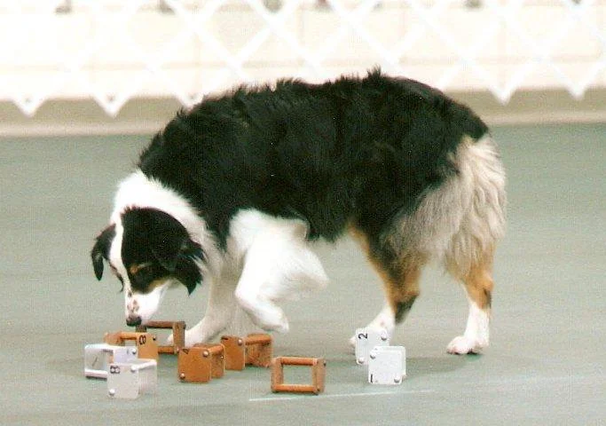 Dog playing with puzzle toys on a green floor.