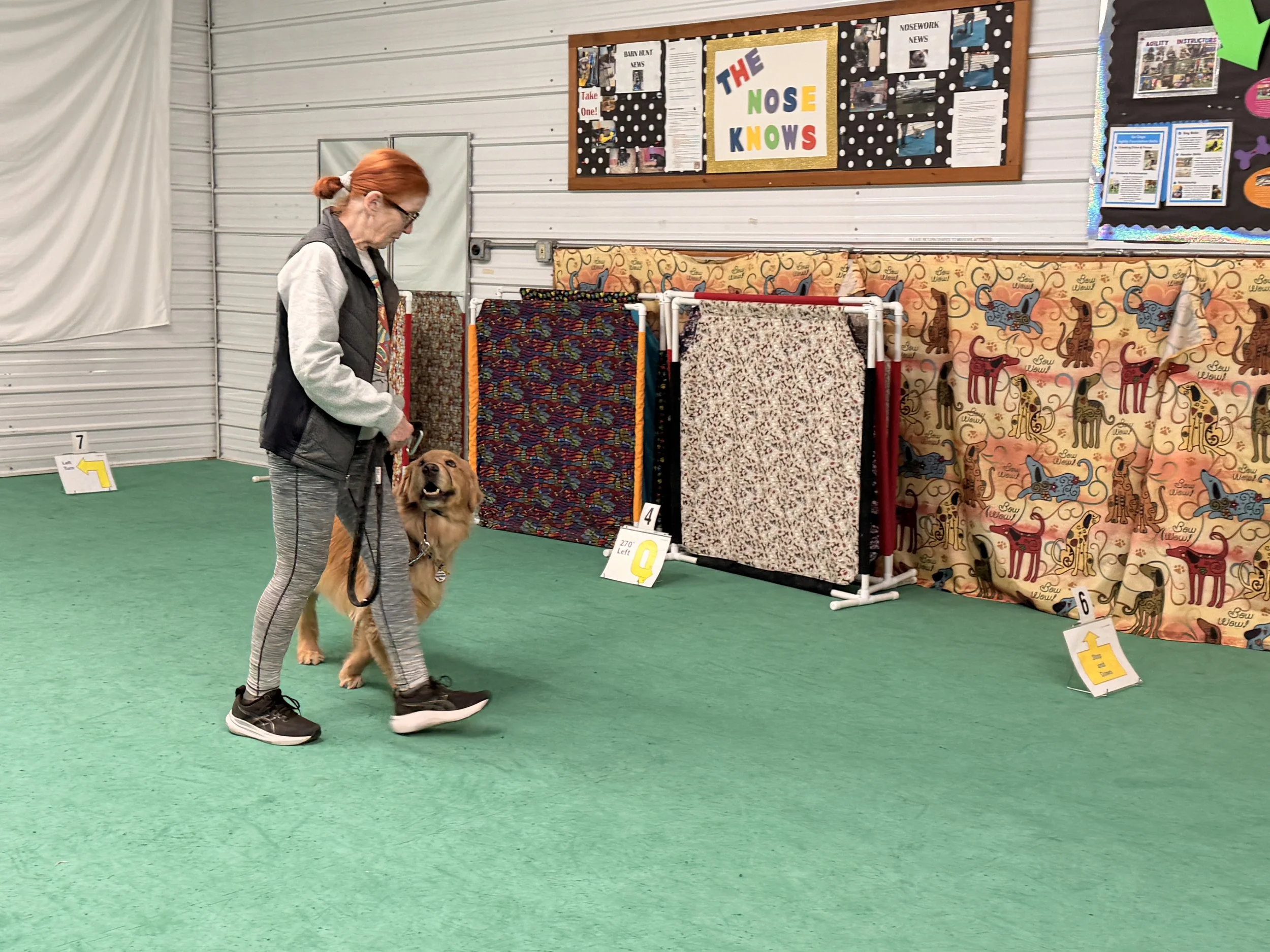 A woman and a golden retriever participating in a dog training or agility class indoors with a green carpeted floor and decorative fabric panels.
