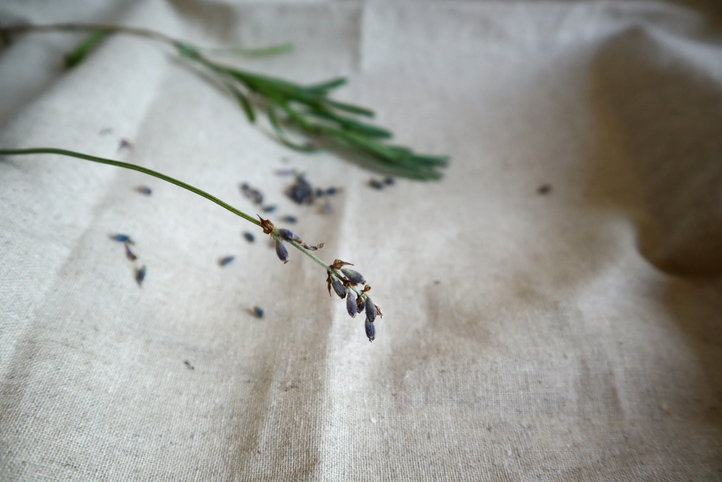 Sprig of lavender on a beige fabric surface with some loose lavender buds.