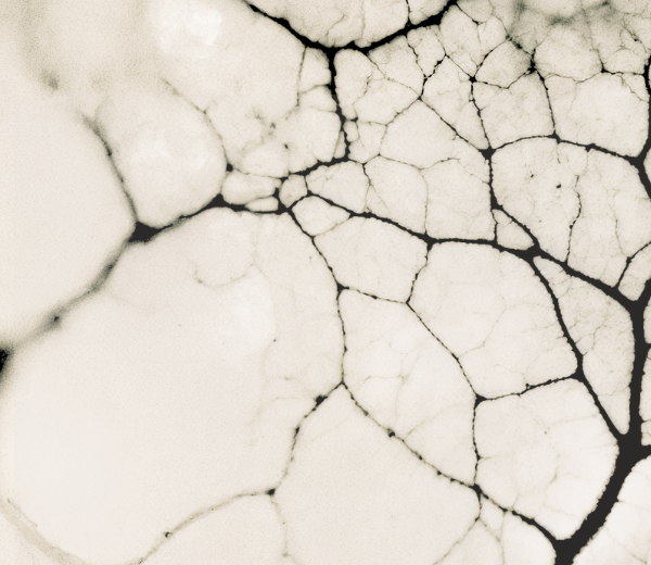 Close-up of pale stone with dark veining, suggesting interconnected patterns and complexity.