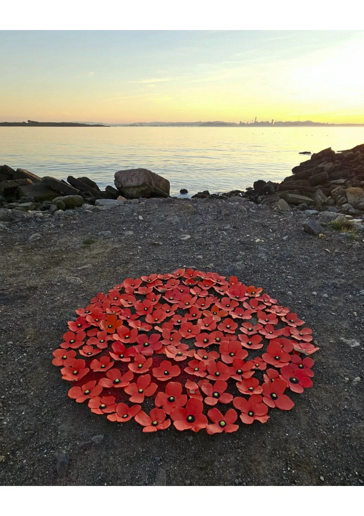 poppies installation .jpg