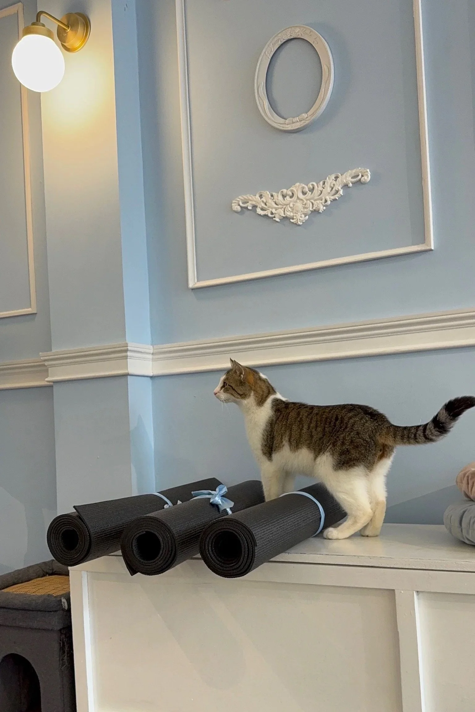 Cat+Yoga+Event.jpg