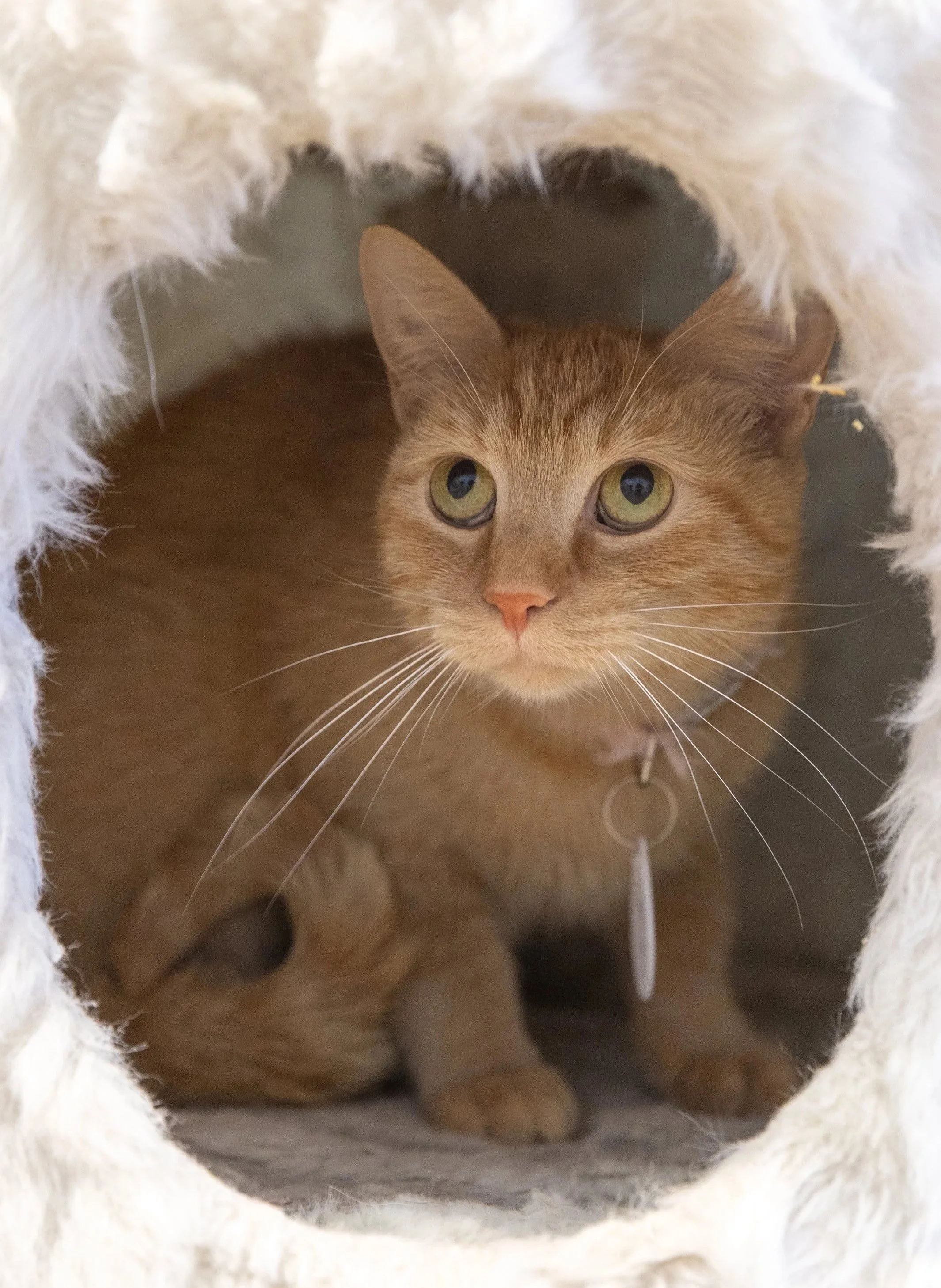 meow-maison-cat-cafe-dc.jpg.jpg